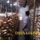 Lưu ý khi sử dụng máy phun sương trồng nấm