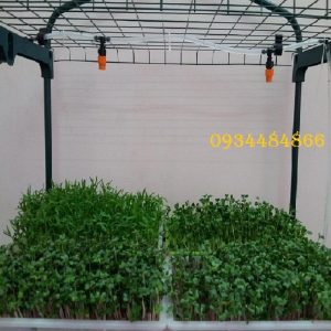máy phun sương tại Hải Dương 