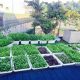 Giái phải máy phun sương tưới rau cho gia đình